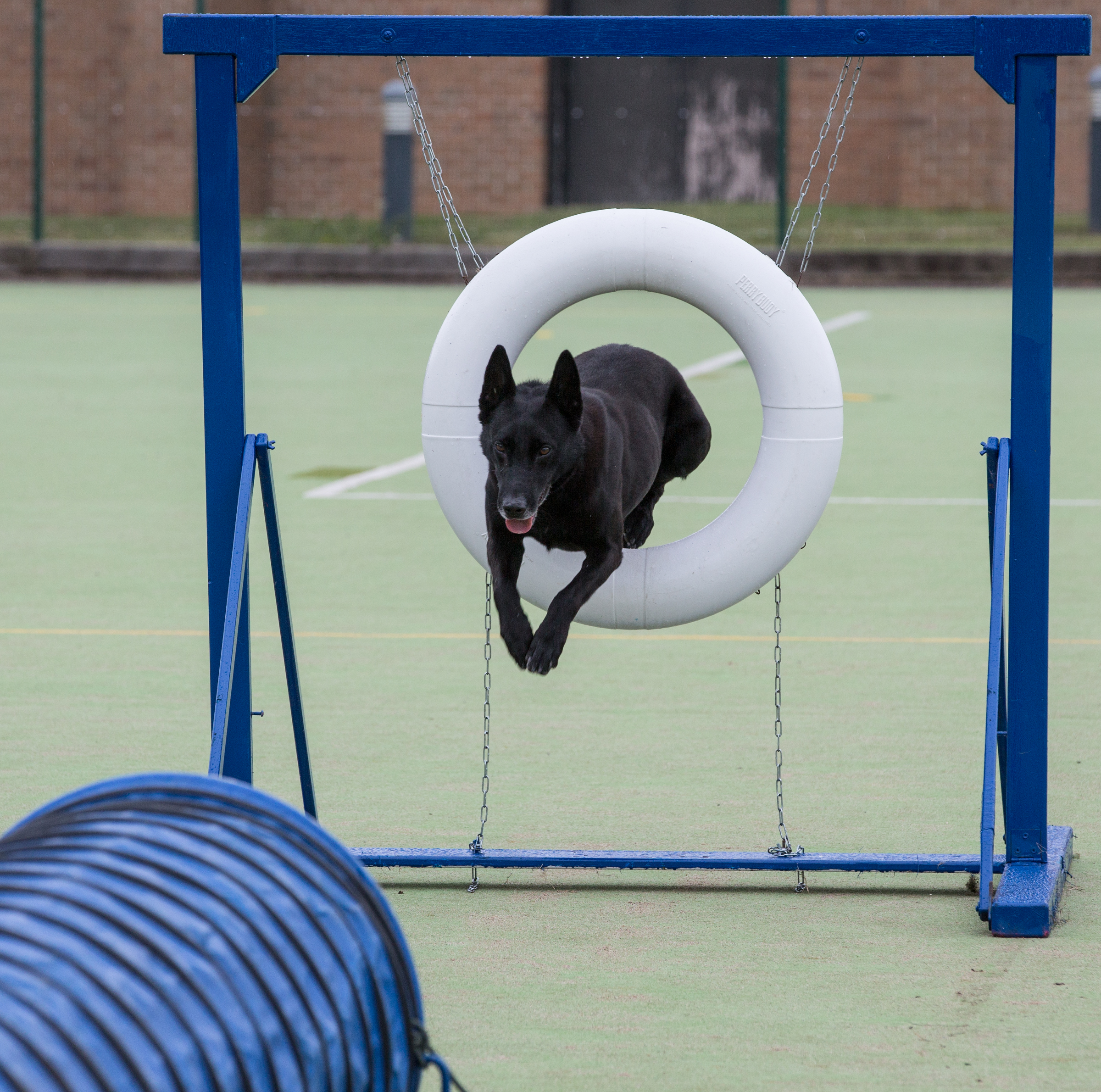 Image shows Military Working Dog Jumping through a hoop.
